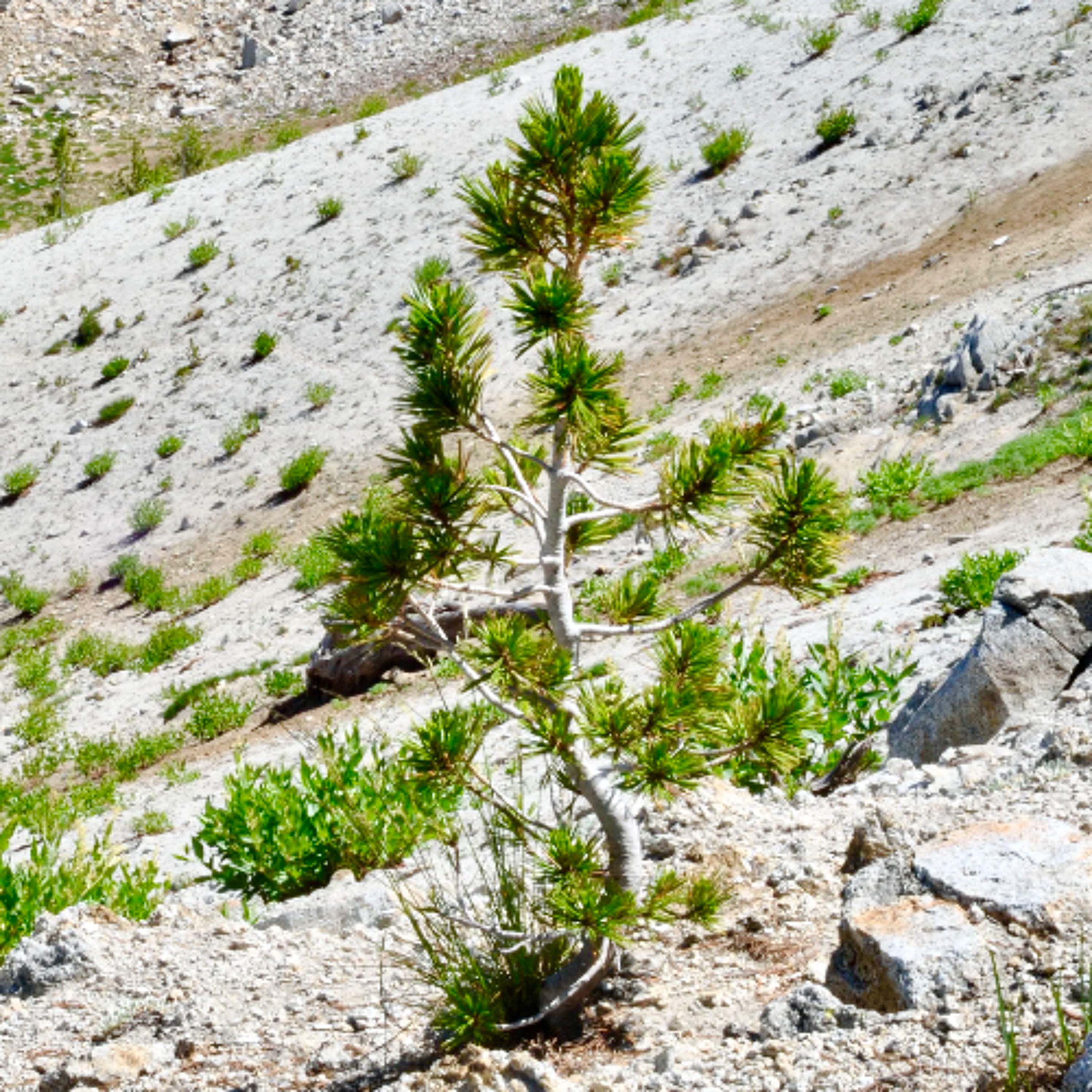 WALKING THE WORLD: Stone Pine Mountain / Recorriendo el mundo: Montaña del Pino Pétreo, a prose poem episode artwork
