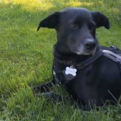 Good Boy