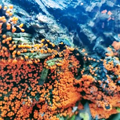 Linus Schrab - Den dimmiga natten som ler är grå (Röda vågor EP)