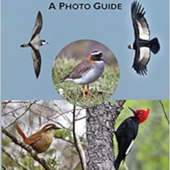 [View] EBOOK 🖍️ Birds of Chile: A Photo Guide by Steve N. G. Howell,Fabrice Schmitt