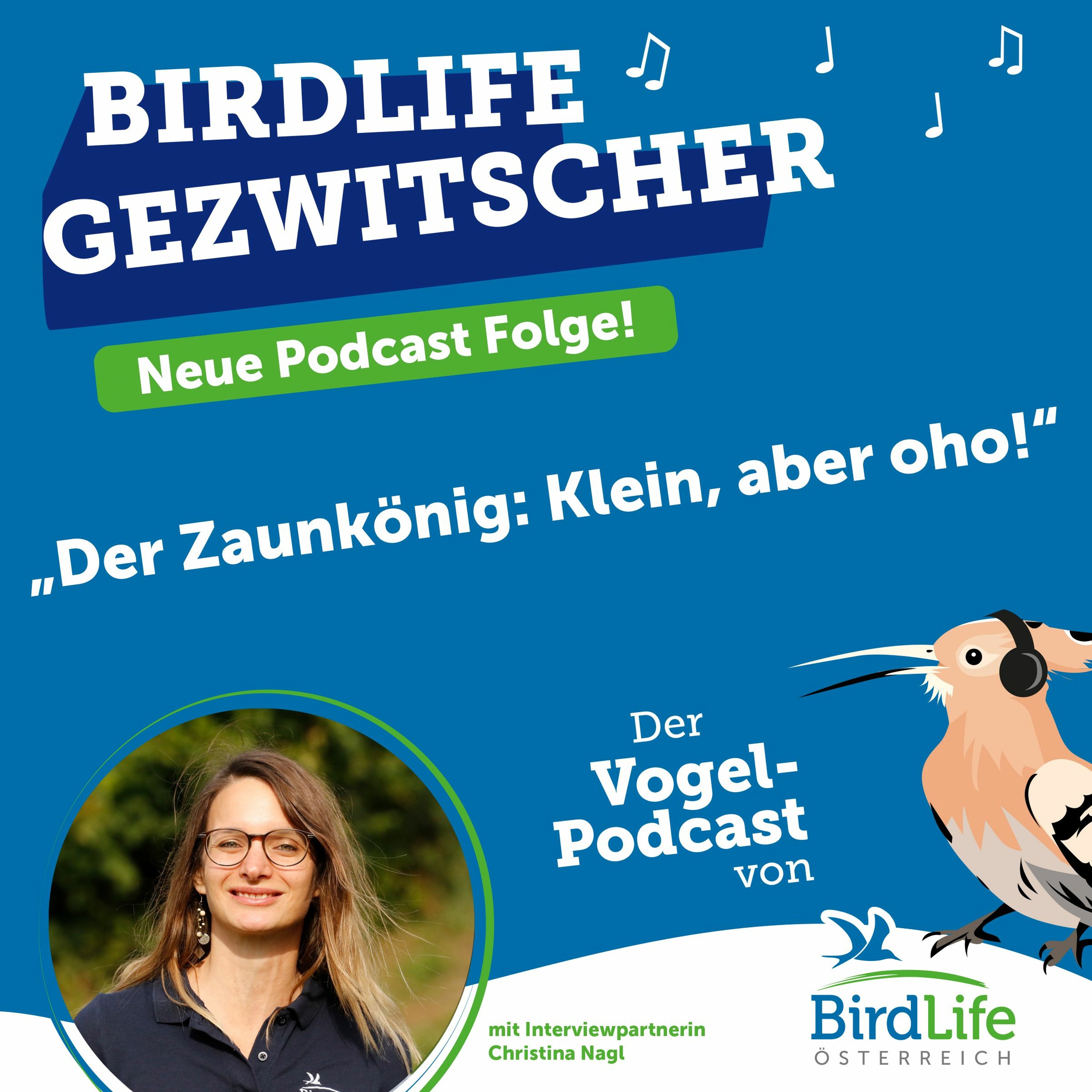 56. Der Zaunkönig: Klein, aber oho!