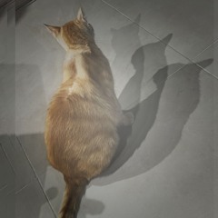 Felis Silvestris Catus