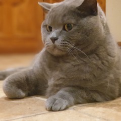 Yoda