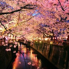 夜桜