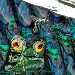 frog and fly chaos at the swamp