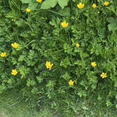 Ginseng Strip 2002 Remix (ft. Powfu)