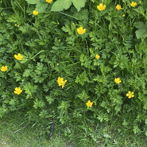 Ginseng Strip 2002 Remix (ft. Powfu)