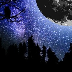 Nocturnal X