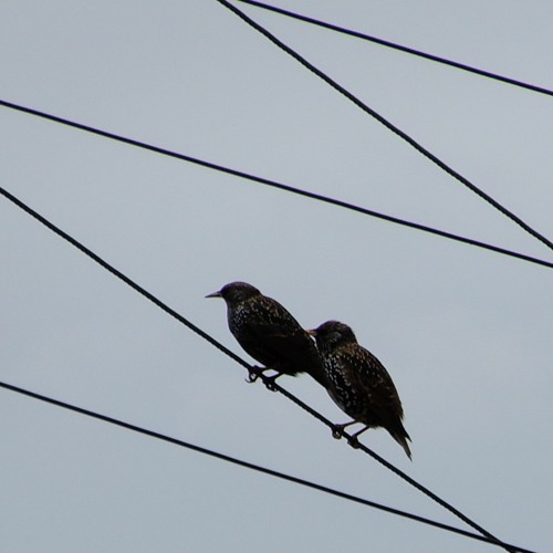 Sevenbird Techno Mix