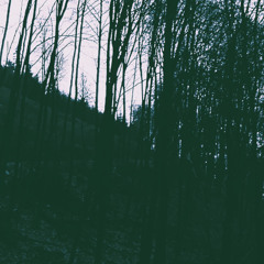 Journey Into The Woods