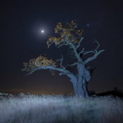 The Night Reveals its Nature