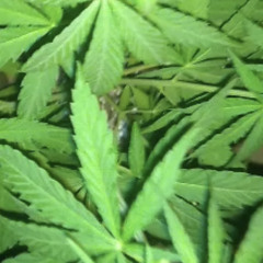 Youngfuck Estorei uma 💣/N4L.Yungwhite (Prod.LC$)