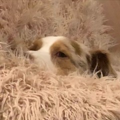 All The Dogs You Ever Loved Will Be Waiting For You In The Afterlife