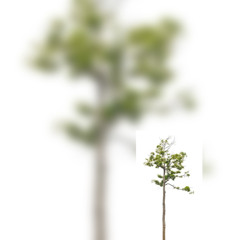 you will be missed for as long as the clouds crawl