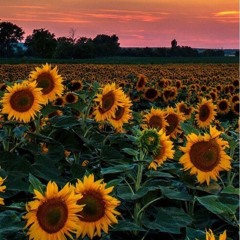 Sunflower Cover - Sierra Burgess Is A Loser