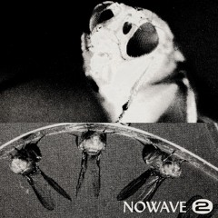 NOWAVE - NEVERMIND
