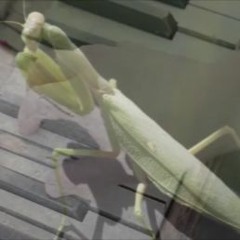 Sérénade De Tromperie