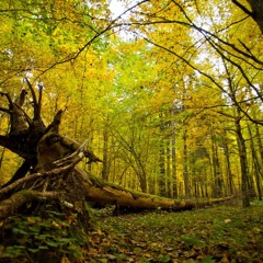 Białowieża Forest