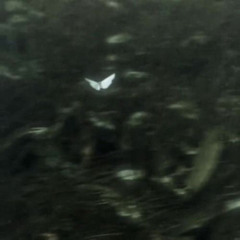 losing interest // sped up