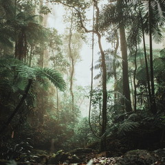 Rainforest