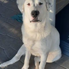 ADogsLife