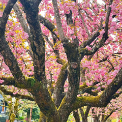 Stolen (Ambient Cover Sketch)