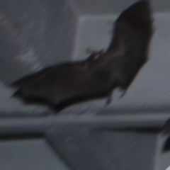 vari w/ reedsnovember