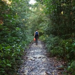 Formiphony (Reserva Ducke Ants And Soundscape) for BBC3: Slow Radio