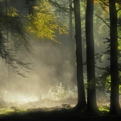 Dawn In The Forest