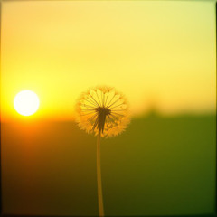 Dandelion Sky