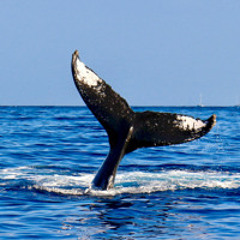 Interlude to the Soul (4/flute version)