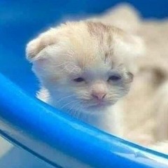 Có Khi Nào Rời Xa Remix 2023 x NautTiek