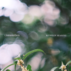 Osmanthus - When Winds Blow