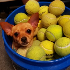 David C. - emmylou (Cover)