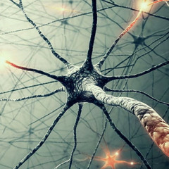 neuronal connections