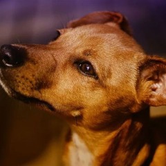 &HUGO - O CÃO (Carlos Drummond Poetry)