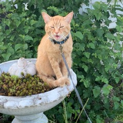 ROBLOXCORE IN 2025 xD #SWAG