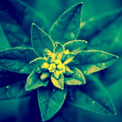 Mrs. steal yo hoodie