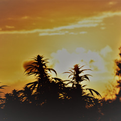 Celestial Medicine