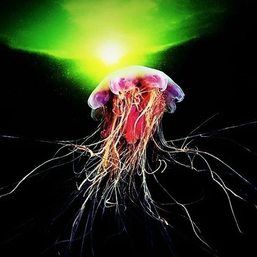 MeDuse Noir - Eternal Darkness (set)