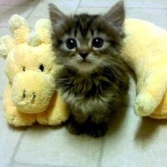 Bondage Fairies — Levenus Supremus