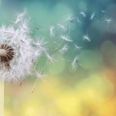 White Dandelions