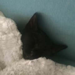 Cuarentena -  Ojosflojos B2B Rosaester