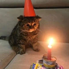 животные & still