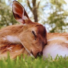 يا ميجنا| مع تميم