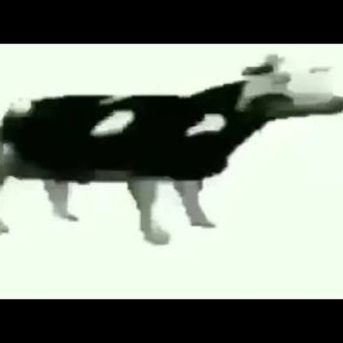 Мем с коровой. Корова Мем. Мемы с коровами.