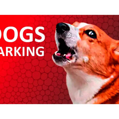 DOGS BARKING to Make your Dog Bark | 11 Dog Breeds Barking Sound Effects HD