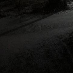 Poison Tree (prod by vaughnmadethis)