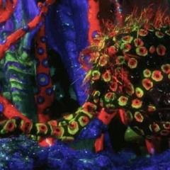 i have no clue how plants work