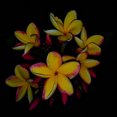 Palauan - Seniorita
